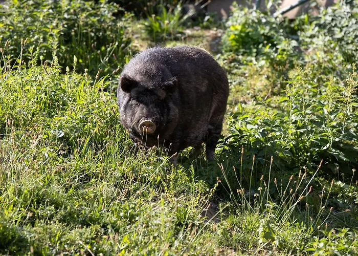 Daire Empire By Interhome *