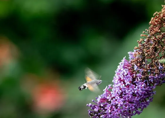 Empire By Interhome Apartmán